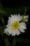 Whiteflower leafcup